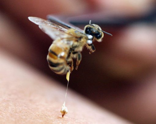 Почему пчелы гибнут после укуса